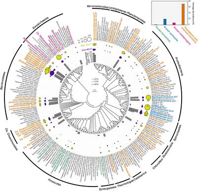 Metagenomic and Metatranscriptomic Analyses Revealed Uncultured Bacteroidales Populations as the Dominant Proteolytic Amino Acid Degraders in Anaerobic Digesters